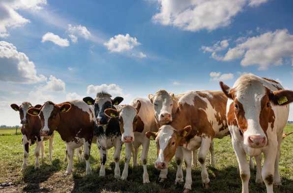 Амортизация животных основного стада в 1С: с нашей программой легко работать по-новому